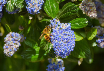 A bee pollinates California lilac (ceanothus) flowers