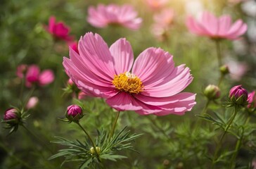 Obraz premium Single pink cosmos flower with yellow center in full bloom in garden sunlight