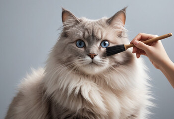  A person brushing a fluffy cat, creating a cloud of fur. 