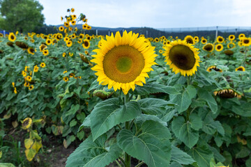 Campo de girasoles en la sierra 