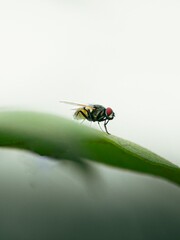 fly on green leaf