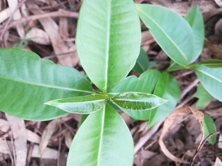 close up of a plant