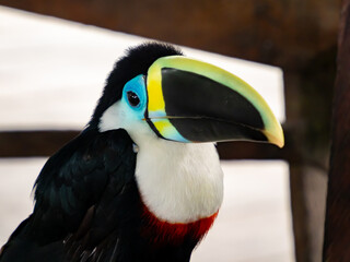 Tucan
