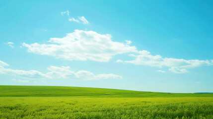 Fototapeta premium A vast, fresh prairie with crops under a clear blue sky and white clouds, showcasing an expansive and serene rural landscape