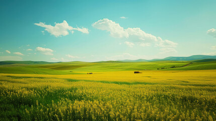 Obraz premium A vast, fresh prairie with crops under a clear blue sky and white clouds, showcasing an expansive and serene rural landscape