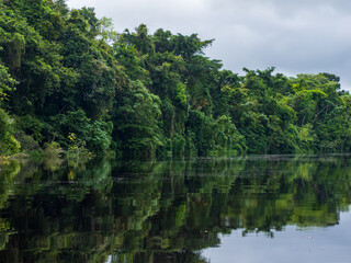 Obraz premium Amazonia