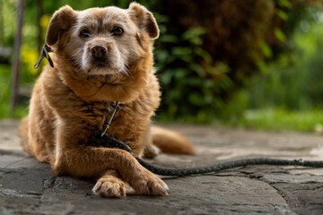 Dog on the grass