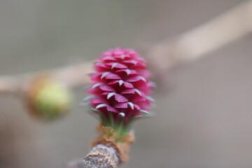 female flower of an european large in pink color