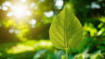 Fototapeta premium green leaves on a sunny day