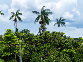 Naklejka premium Amazonia