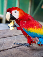 Scarlet Macaws, Amazonia