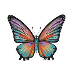 Colored butterfly on isolated background