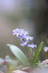 beautiful blue scilla bifolia flower in early spring