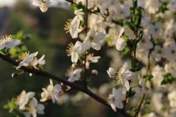 Close-up of a tree with white flowers on the branches and leaves in the background with trees blurred background