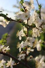 Close-up of a tree with white flowers on the branches and leaves in the background on a blurred road background
