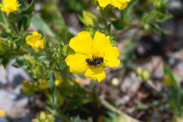 A Cellophane Bee (Genus Colletes) Gathering Pollen On A Yellow Flower In Wyoming