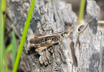 Clear-Winged Grasshopper (Camnula pellucida) Perched on Bark in Wyoming