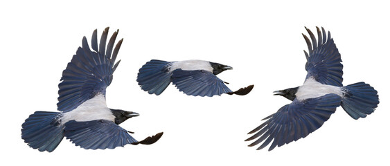 hooded crow in flight isolated on white