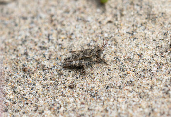 A Tetrix Pygmy Grasshopper on Sandy Ground in Wyoming
