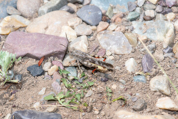 Av Pronotal Range Grasshopper (Cratypedes neglectus) on Gravel in Wyoming
