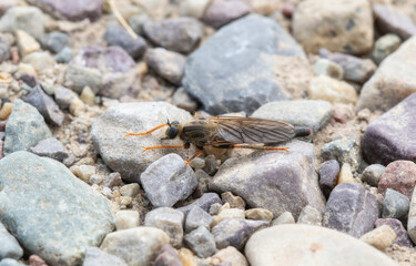 A Robber Fly in the Genus Stenopogon Resting on Rocks in Wyoming