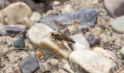 A Robber Fly in the genus Stenopogon Perched On A Rock In Wyoming