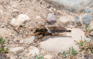 A Robber Fly in the Genus Stenopogon Resting on a Rock in Wyoming