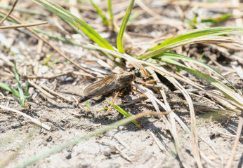 A Robber Fly in the Genus Stenopogon Resting in Wyoming Grass
