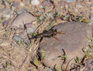 A Robber Fly of the Tribe Stenopogonini Perches on a Rock in Wyoming