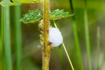 A Spittlebug (Subfamily Aphrophorinae) nymph creates Foam on a Green Stem in Wyoming