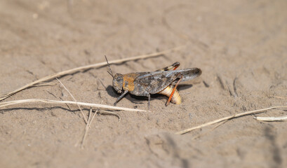 Speckle-Winged Rangeland Grasshopper (Arphia conspersa) in Wyoming
