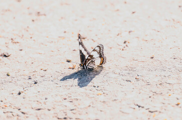 Weidemeyer's Admiral Butterfly (Limenitis weidemeyerii) Resting on a Sandy Path in Wyoming