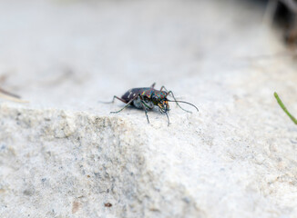 A Western Tiger Beetle (Cicindela oregona) on a Rock in Wyoming