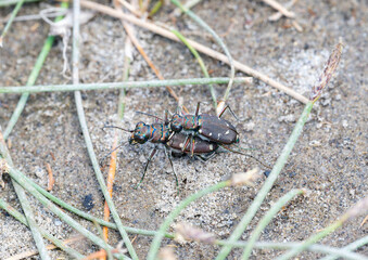 Western Tiger Beetles (Cicindela oregona)  Mating in Wyoming