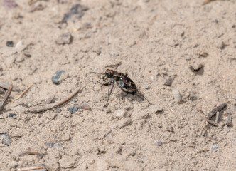 Western Tiger Beetle (Cicindela oregona) in Wyoming Sand