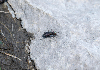 Western Tiger Beetle (Cicindela oregona) on Rock in Wyoming