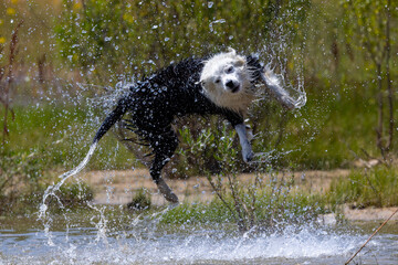 Border Collie breed dog playing in the water. Dog games. Purebred dogs. Pets. Summer photos with animals.