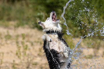 Border Collie breed dog playing in the water. Dog games. Purebred dogs. Pets. Summer photos with animals.
