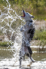 Border Collie breed dog playing in the water. Dog games. Purebred dogs. Pets. Summer photos with...