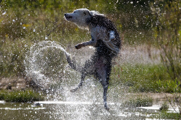 Border Collie breed dog playing in the water. Dog games. Purebred dogs. Pets. Summer photos with...