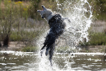 Border Collie breed dog playing in the water. Dog games. Purebred dogs. Pets. Summer photos with...