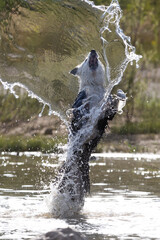 Fototapeta premium Border Collie breed dog playing in the water. Dog games. Purebred dogs. Pets. Summer photos with animals.