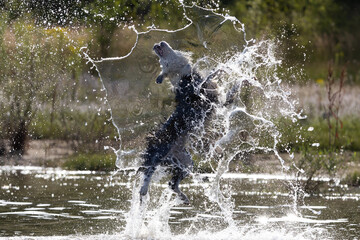 Border Collie breed dog playing in the water. Dog games. Purebred dogs. Pets. Summer photos with animals.