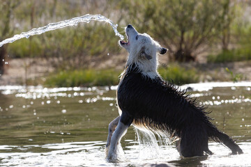Border Collie breed dog playing in the water. Dog games. Purebred dogs. Pets. Summer photos with...
