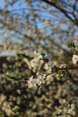 Branch with white flowers and green leaves in the foreground and a building in the background with blue sky