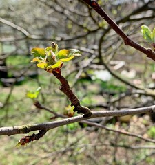 A beetle with a V on its back sits on apple buds. Garden pests.