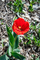 a bright red tulip in a flower bed