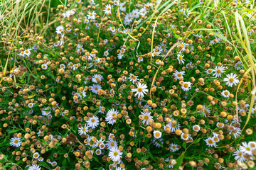 White flowers on a green meadow in spring. Floral background with white flowers and green foliage.