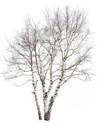 A group of birch trees stand bare against a white backdrop