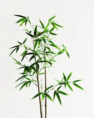 Fototapeta premium Graceful bamboo plant with slender stalks and green leaves on white background